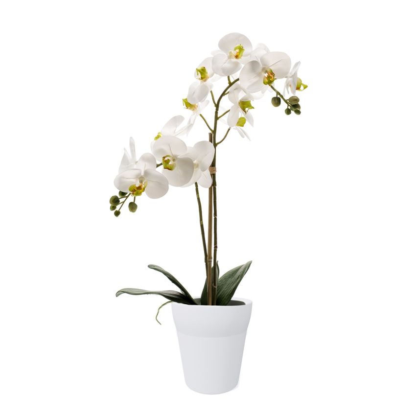 Phalaenopsis bush RT white 65cm in white pot
