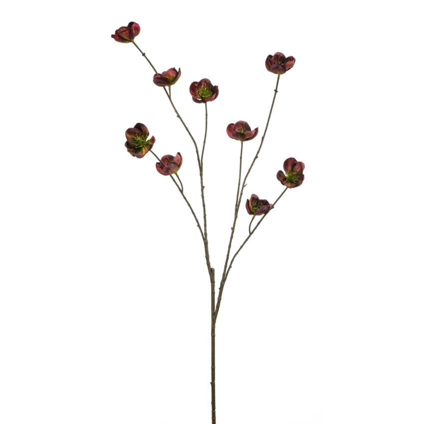 Helleborus spray burgundy 110cm