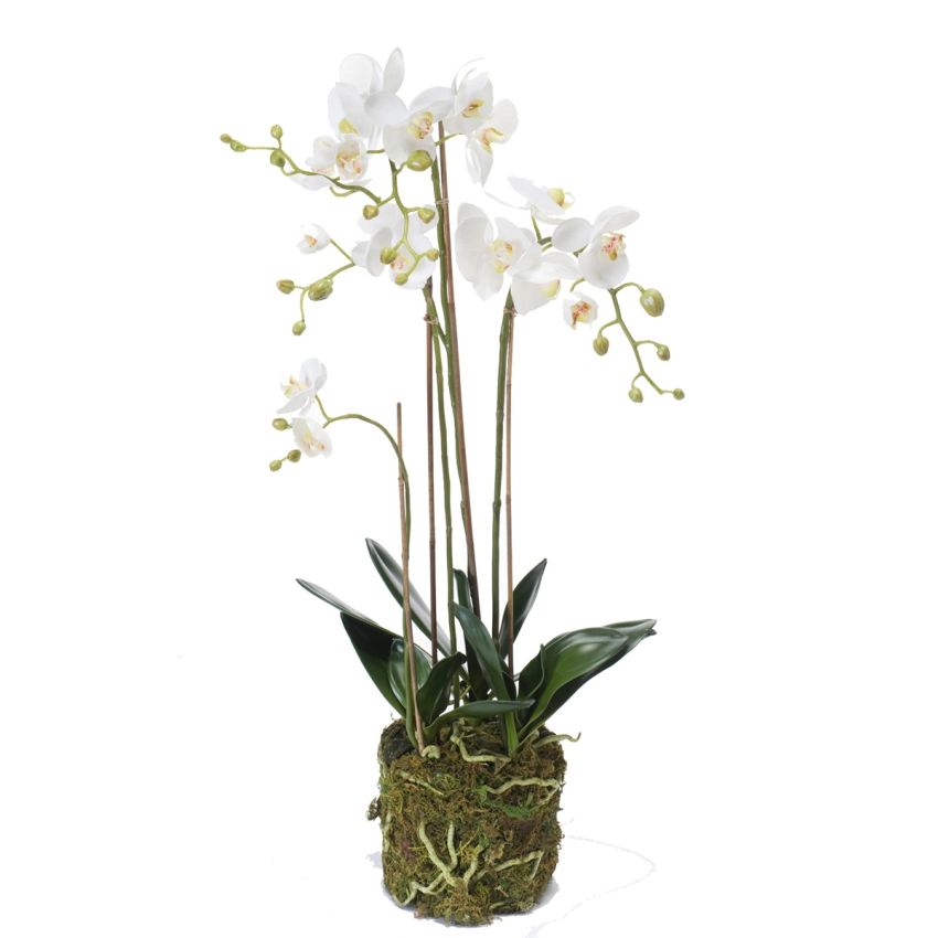 Phalaenopsis plant w moss white 80cm