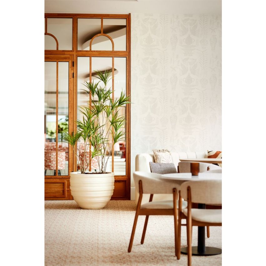 Dracaena multitrunk plant x14 180cm