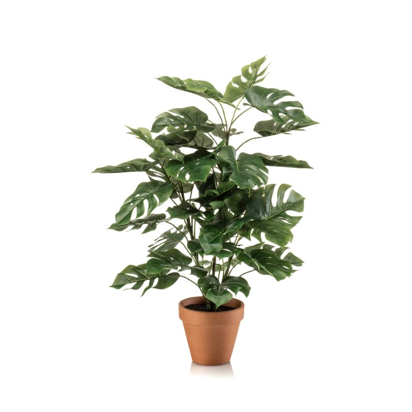 Monstera bush 65cm in tc pot