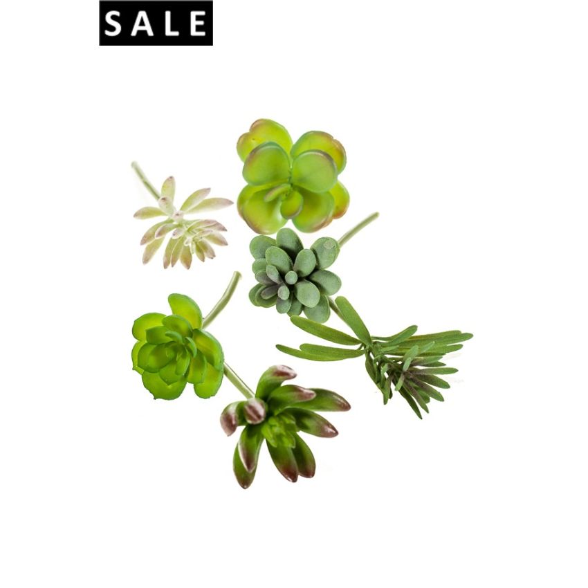 Succulent assortment bag of 6pcs