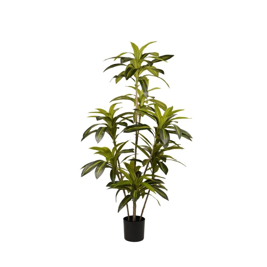Dracaena plant 150cm (knock down packing)