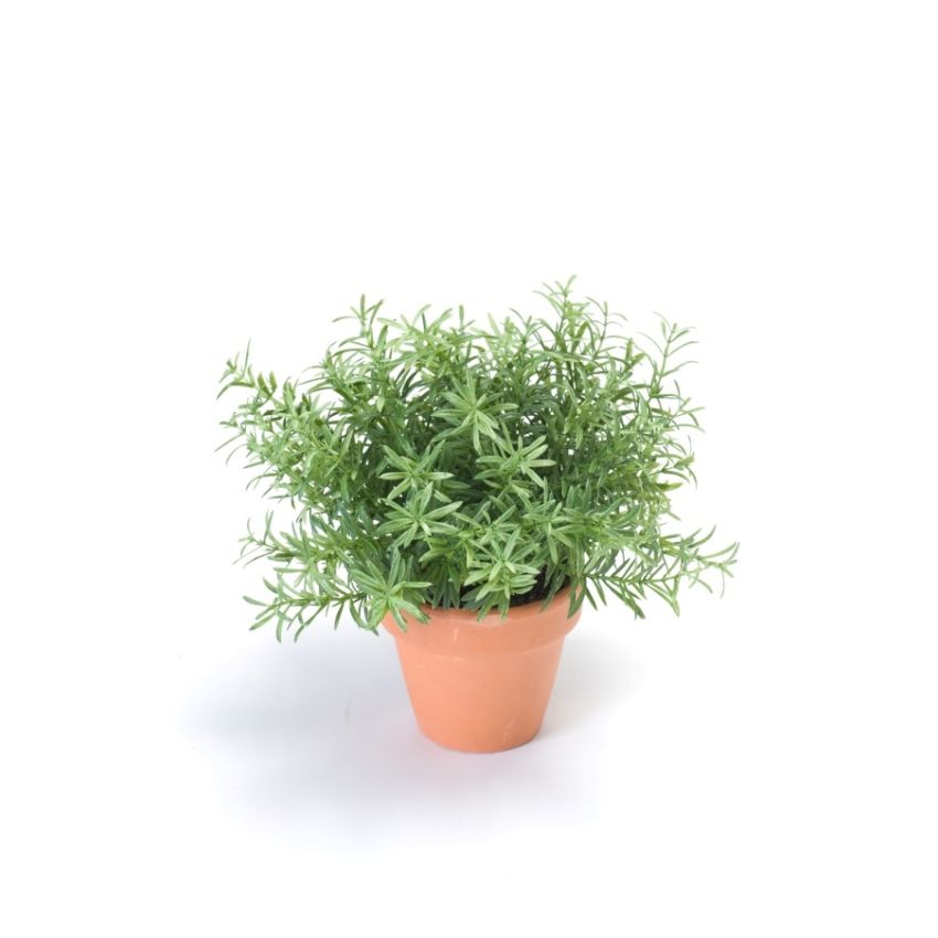 Rosemary bush lt green 20cm in tc pot
