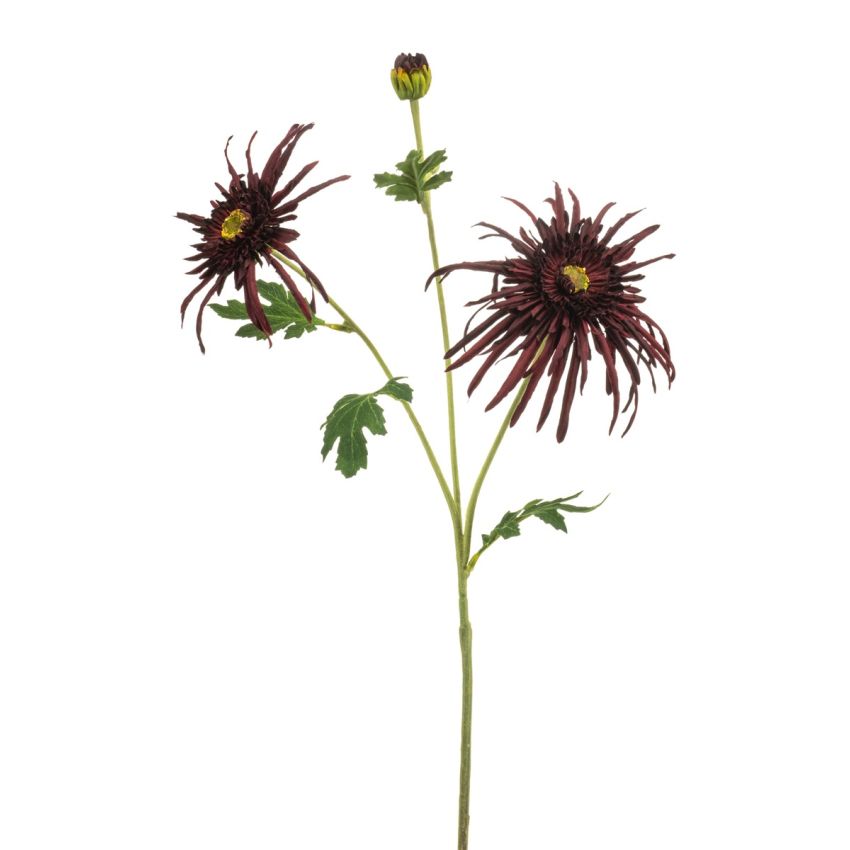 Chrysantum spider spray burgundy 70cm
