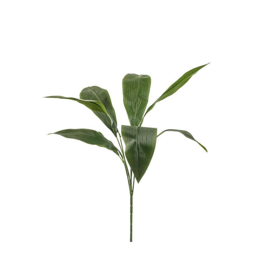 Aspidistra bush 78cm