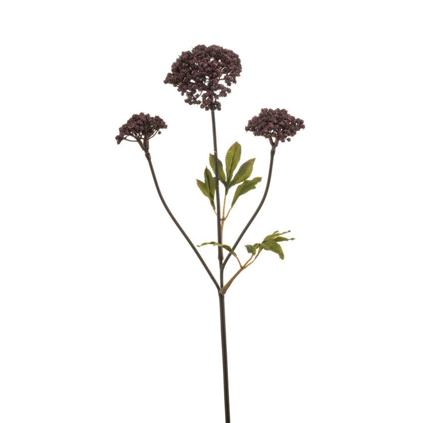 Achillea spray burgundy 70cm
