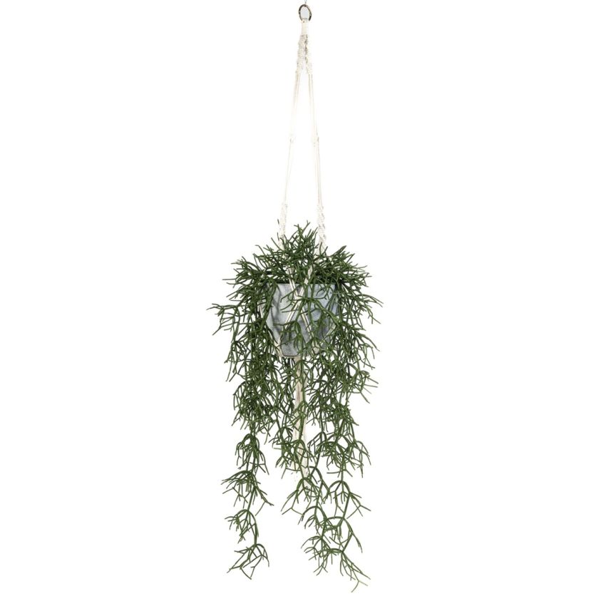 Rhipsalis in hanging pot 110cm