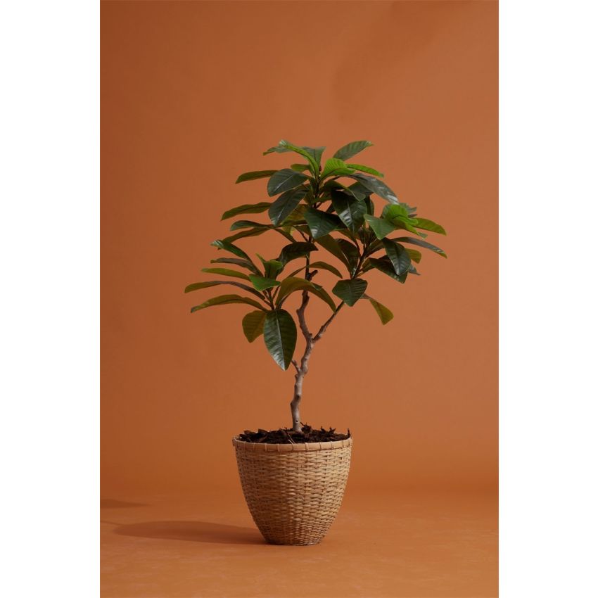 Frangipani plant x3 110cm