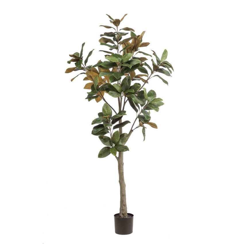 Magnolia denudata tree 180cm (knock-down packing)