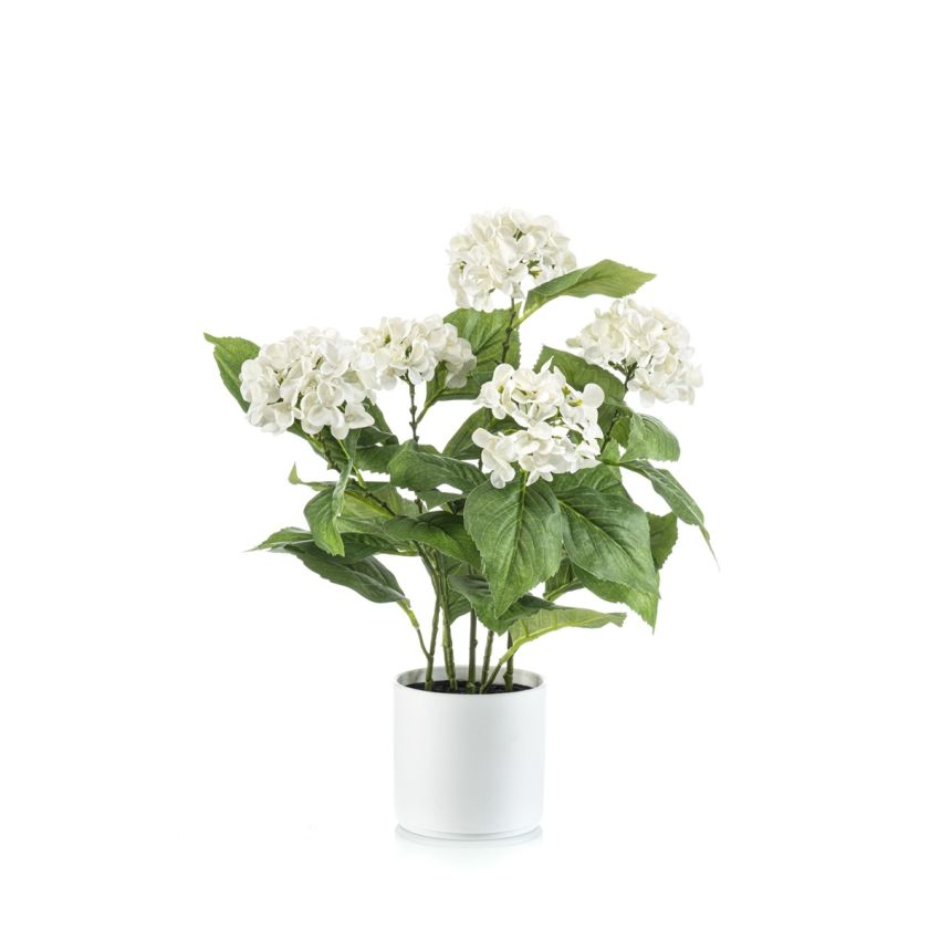 Hydrangea white in pot 50cm