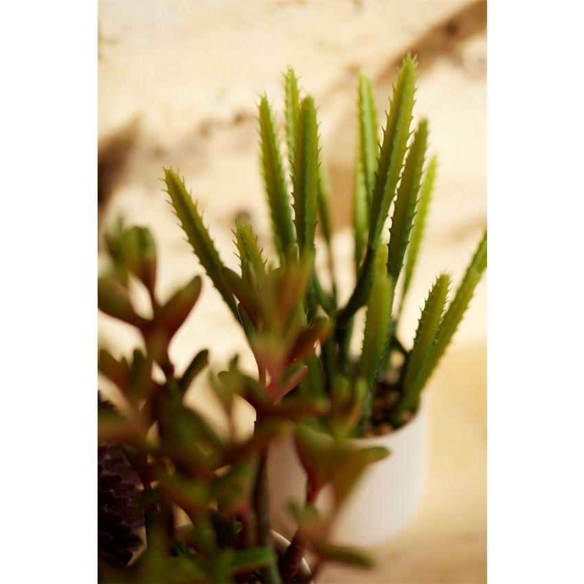 Euphorbia in white pot 28cm