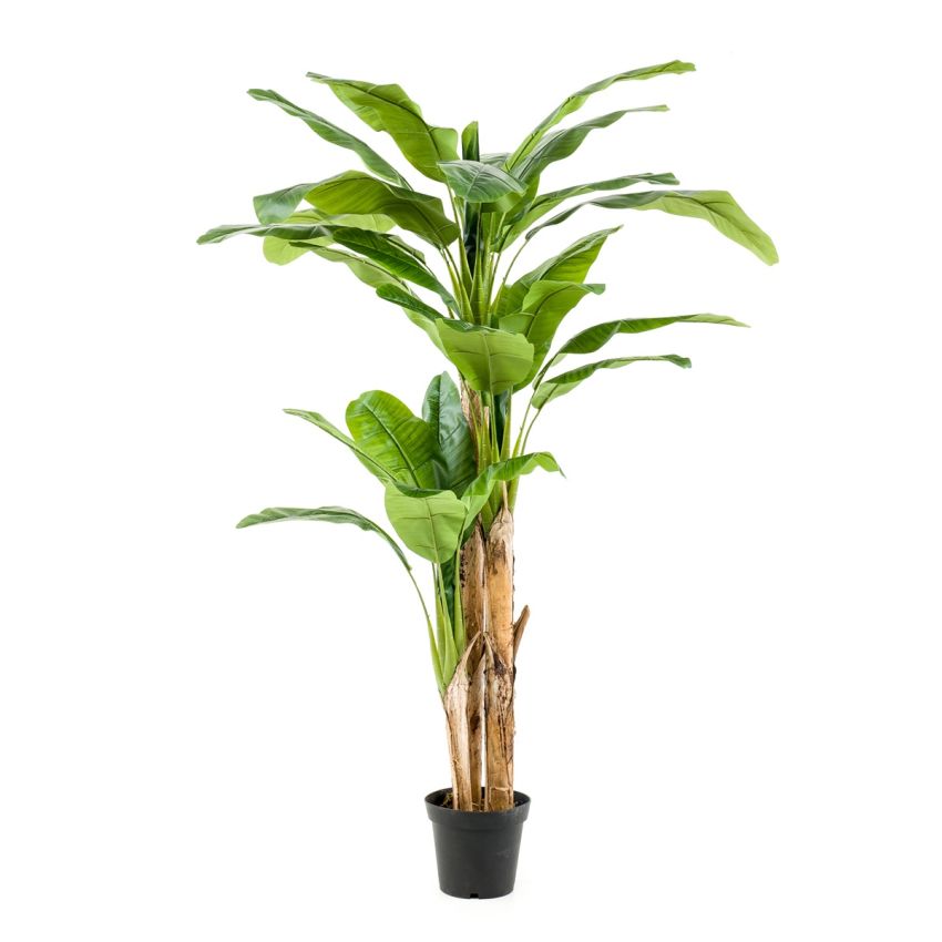 Banana tree x3 210cm (knock down packing)