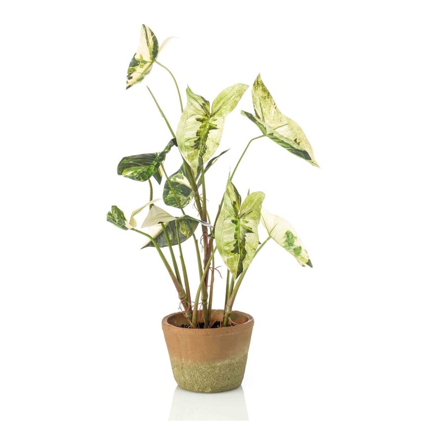 Caladium green/white in aged pot 60cm