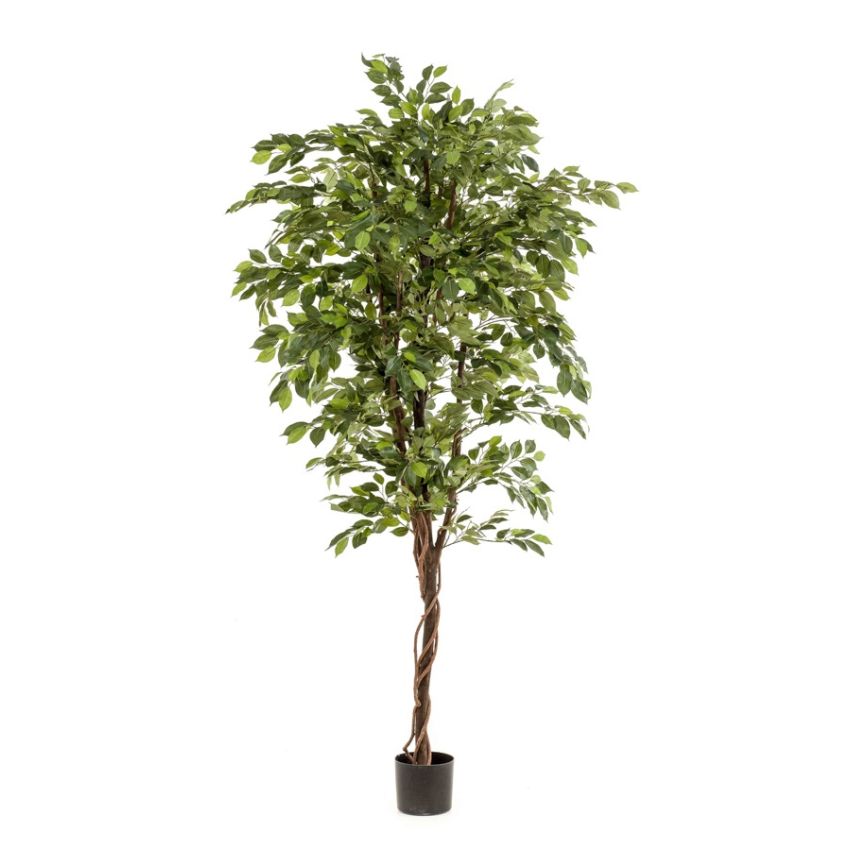 Ficus deluxe vine tree 200cm