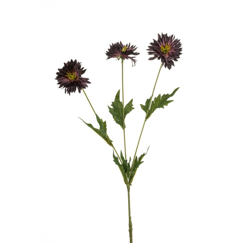 Centaurea spray dk purple 75cm