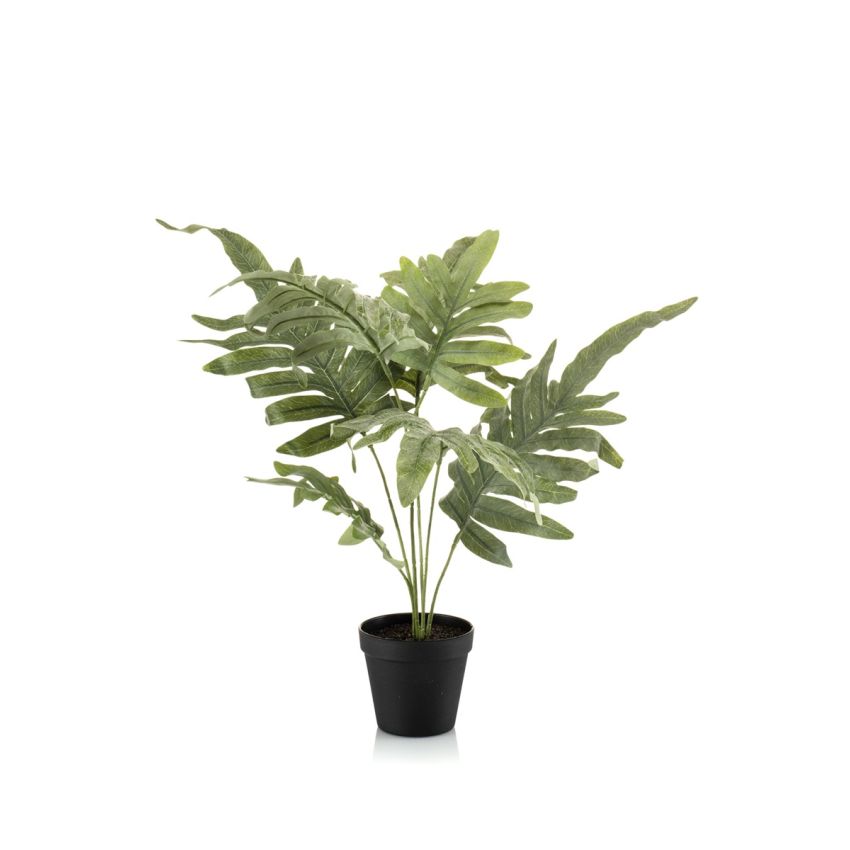 Phlebodium bush grey/ green 60cm in black pot