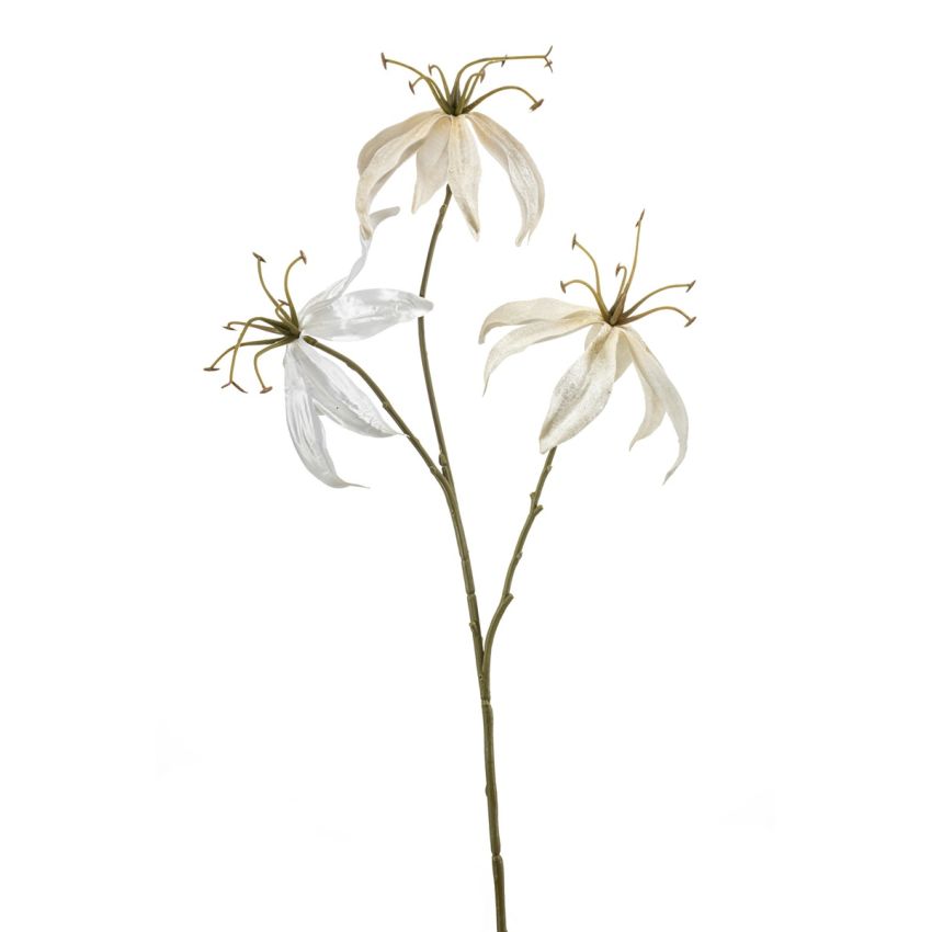 Gloriosa spray cream 67cm