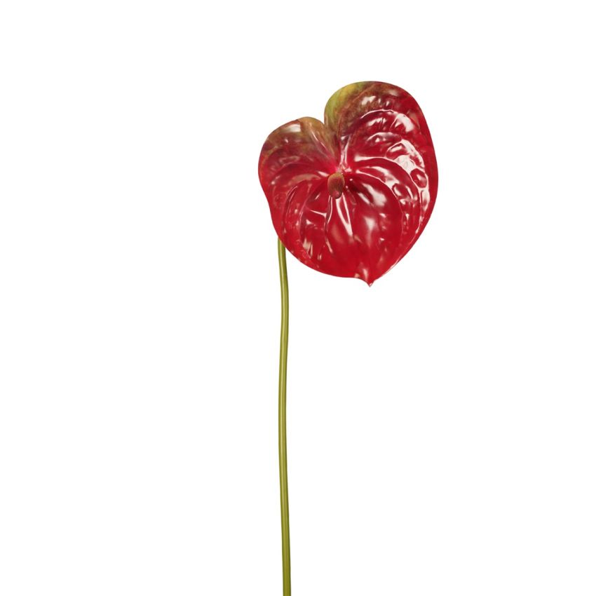 Anthurium spray burgundy 65cm