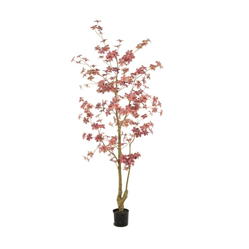 Tropaeolum plant burgundy 185cm (knock down packing)
