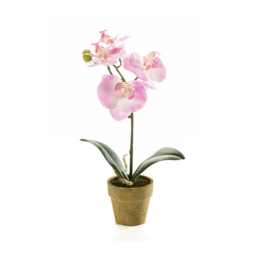 Phalaenopsis mini pink in paper pot 25cm