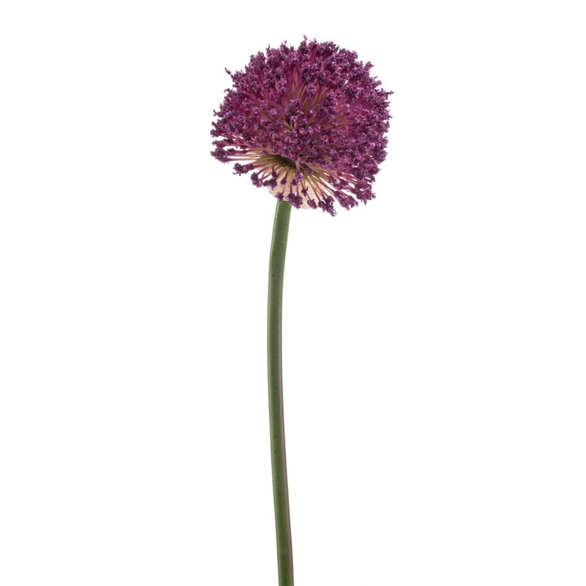 Allium spray purple 85cm