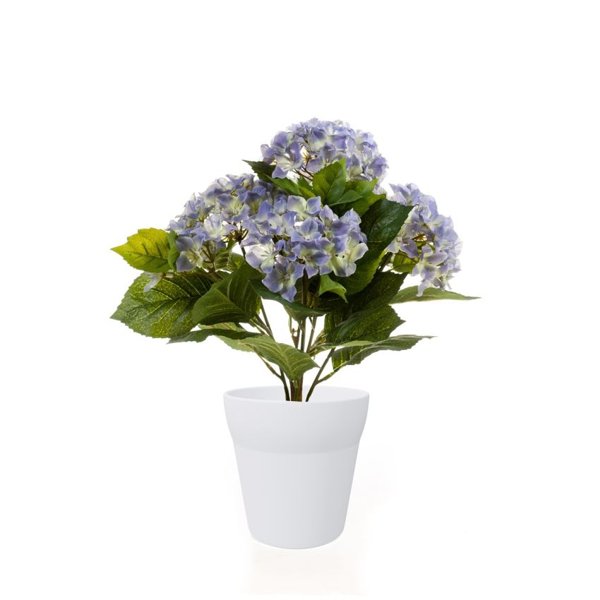 Hydrangea bush lt blue 40cm in white pot