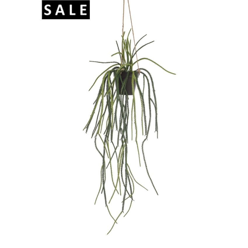Rhipsalis hanging in pot 120cm