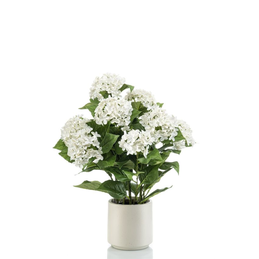 Hydrangea white in pot 68cm