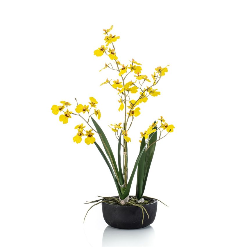 Oncidium orchid yellow in pot 58cm
