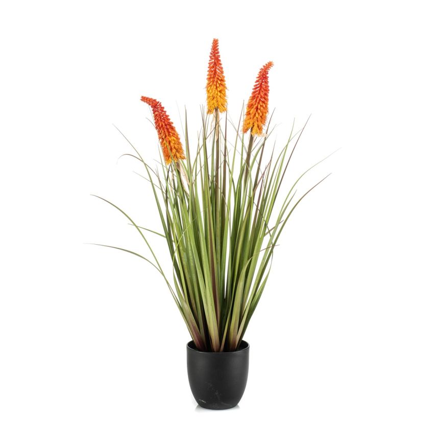 Kniphofia x3 orange in pot 90cm