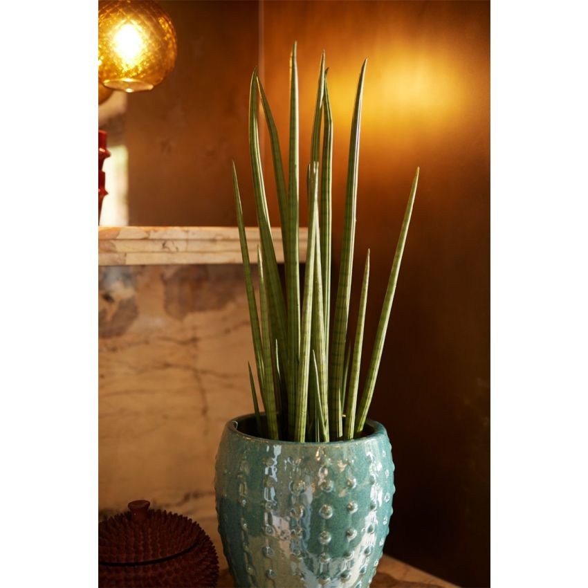 Sansevieria cylindrica 70cm