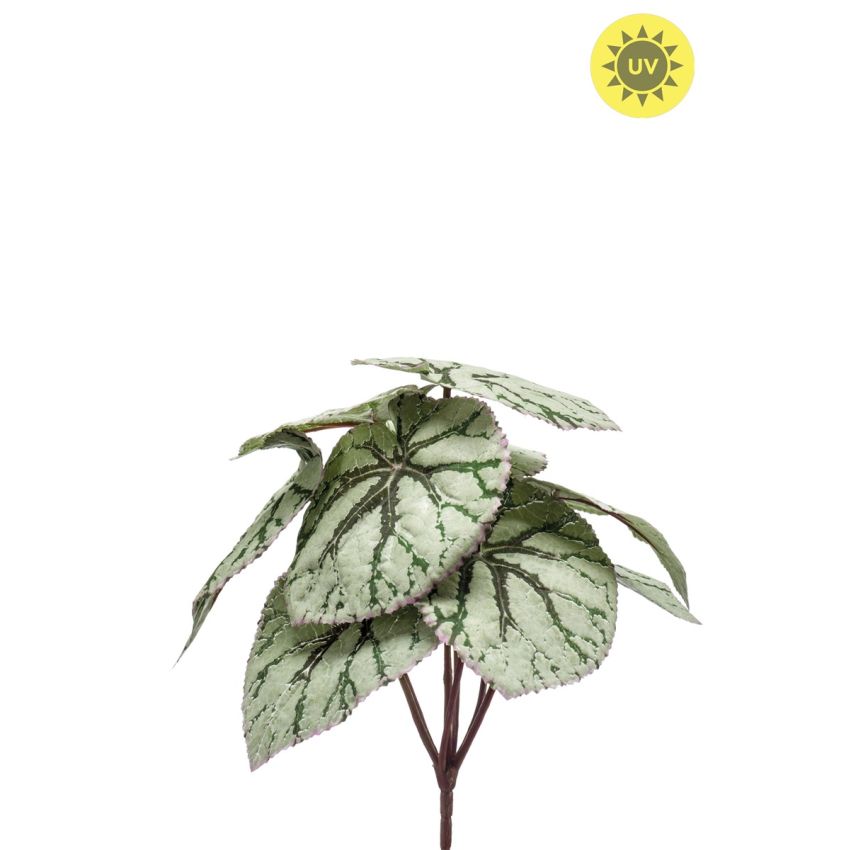 Begonia leaves bush UV grey 25cm