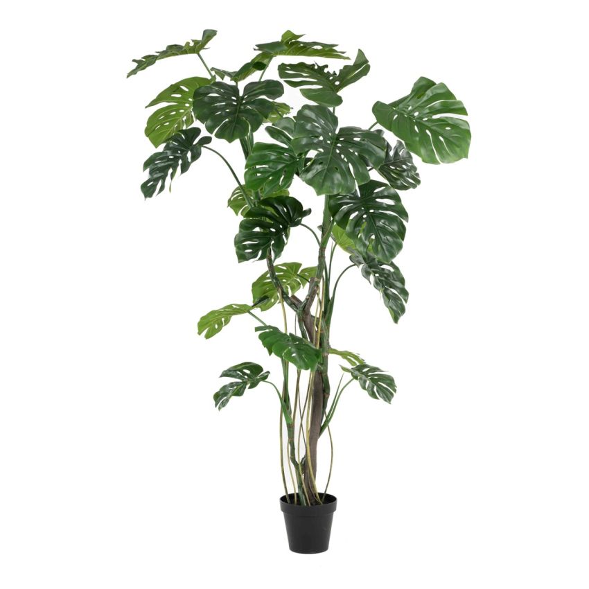 Monstera x4 w air roots 210cm (knock down packing)