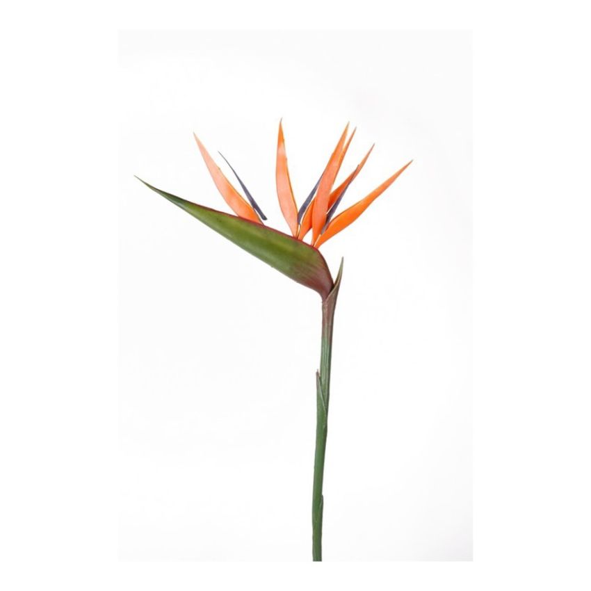 Strelitzia spray orange 90cm