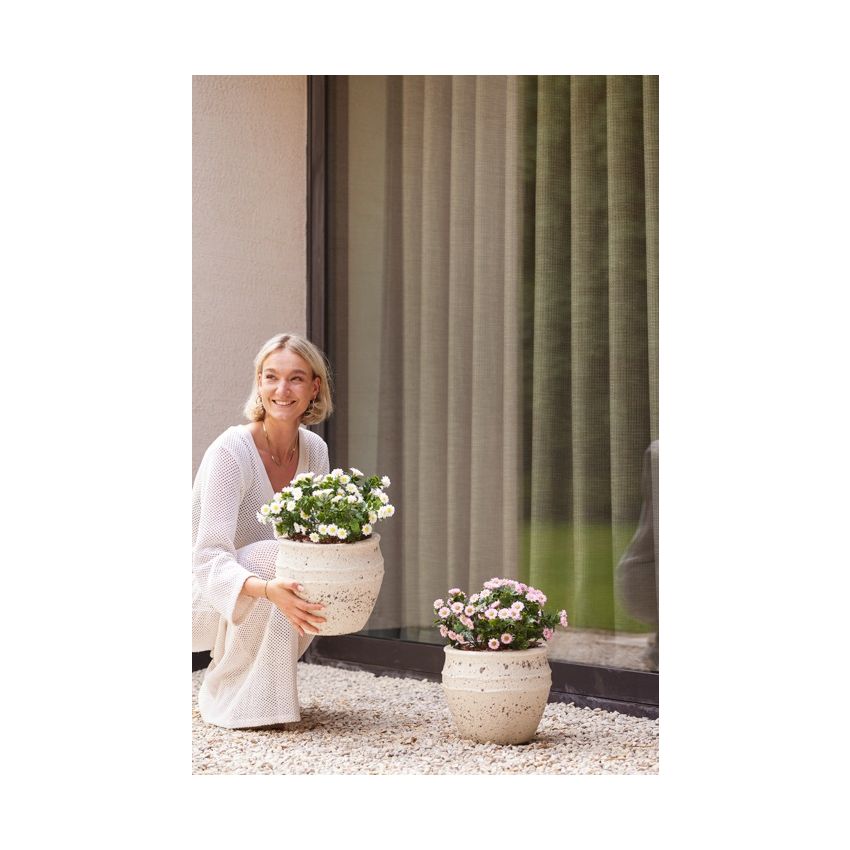 Daisy bush UV white 28cm