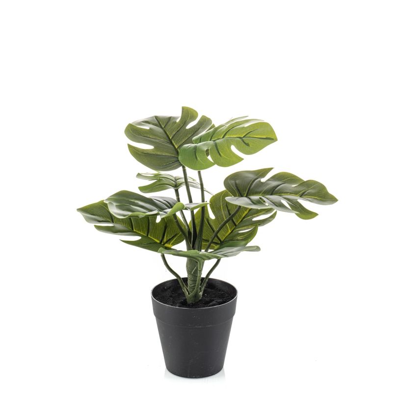 Monstera in pot 30cm