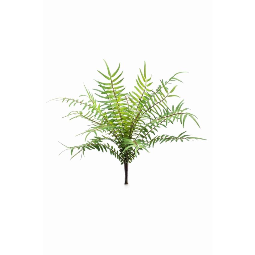Fern blechnum bush 25cm