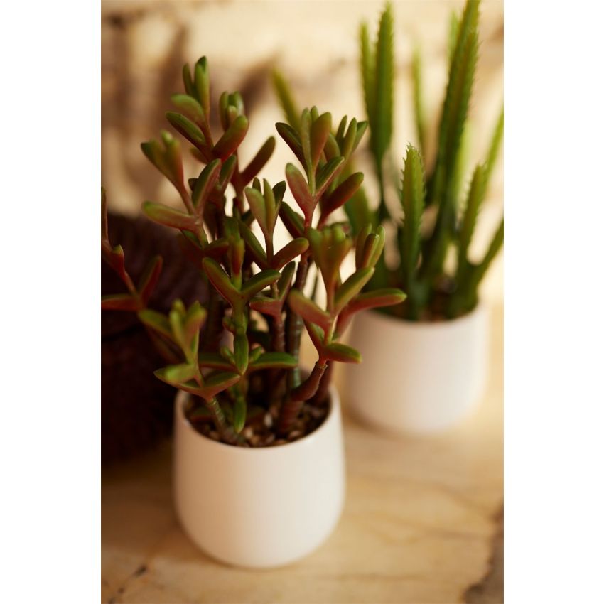 Sedum green/red in white pot 27cm