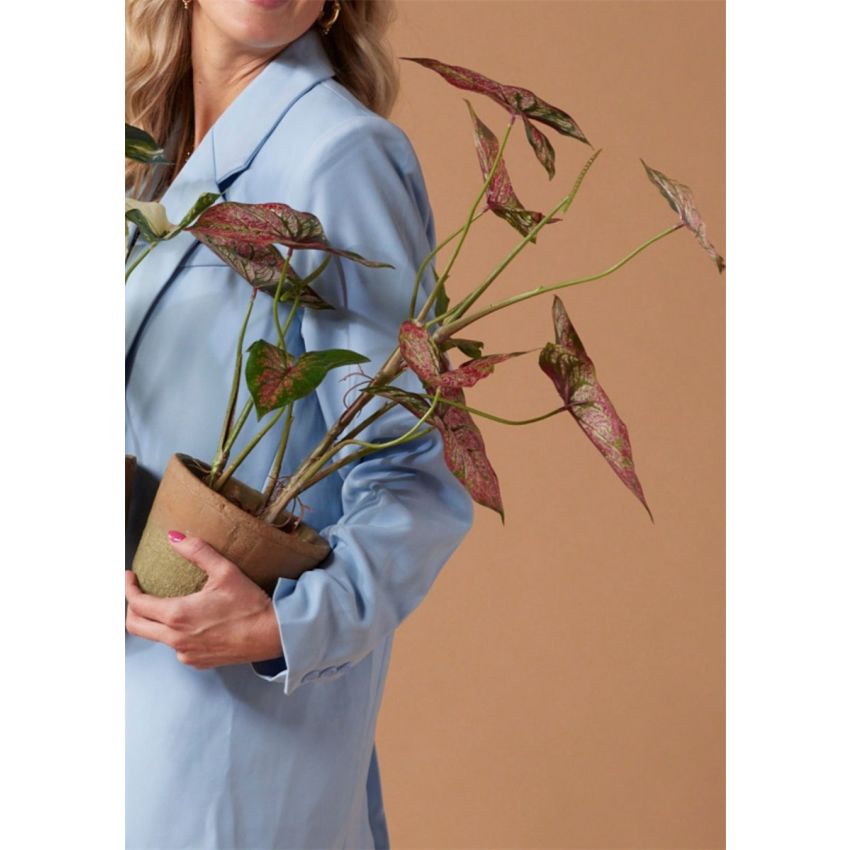 Caladium red/green in aged pot 60cm