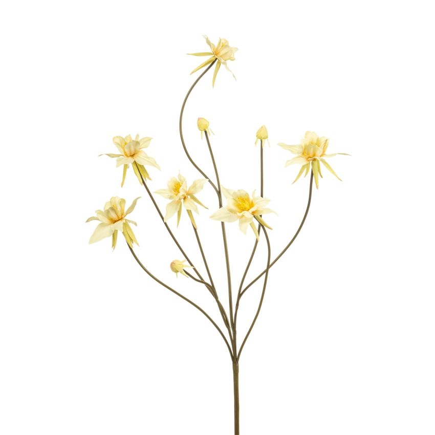 Aquilegia spray yellow 80cm