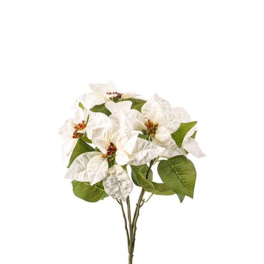 Poinsettia bush x5 cream 42cm