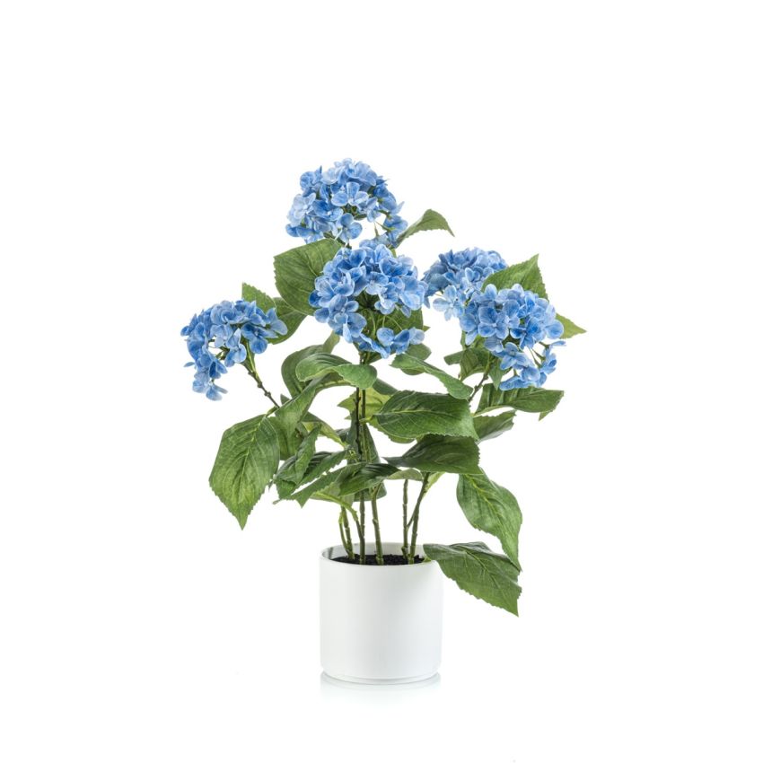 Hydrangea blue in pot 50cm