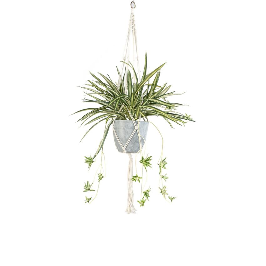 Chlorophytum in hanging pot 90cm