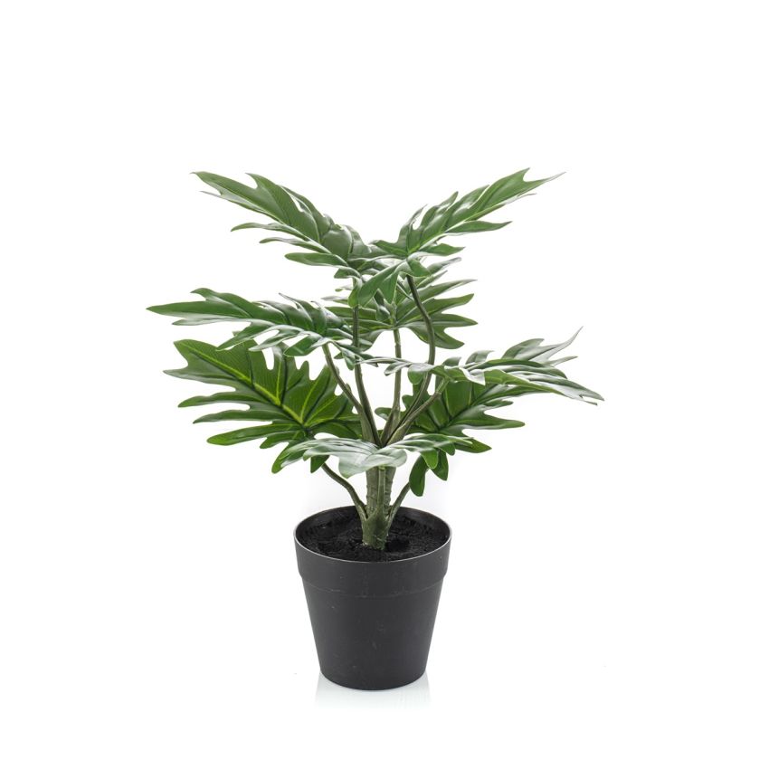 Philodendron in pot 28cm