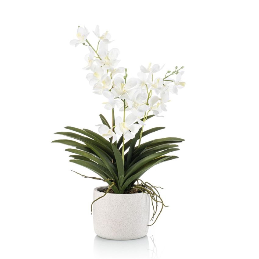 Vanda white in pot 60cm