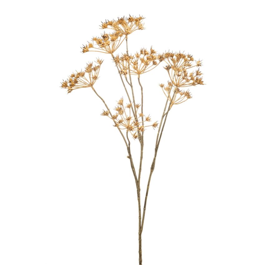 Heracleum mini spray beige 75cm