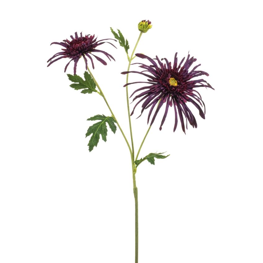 Chrysantum spider spray puple 70cm