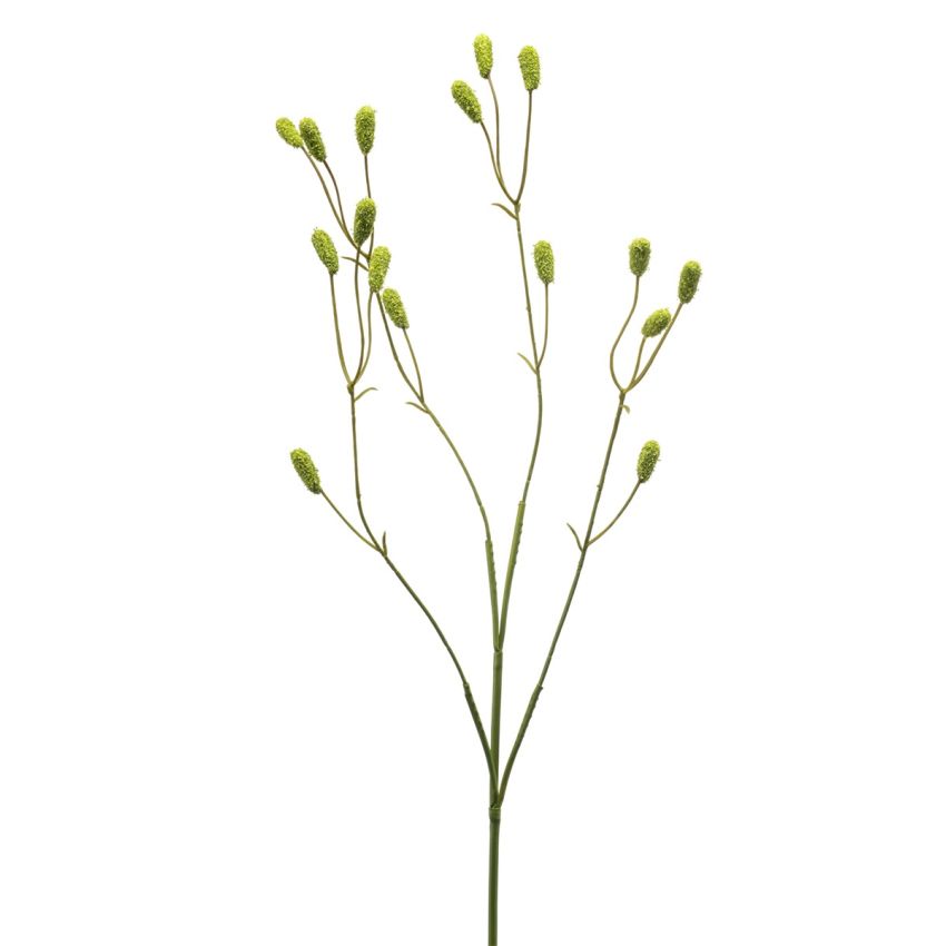 Sanguisorba spray green 78cm