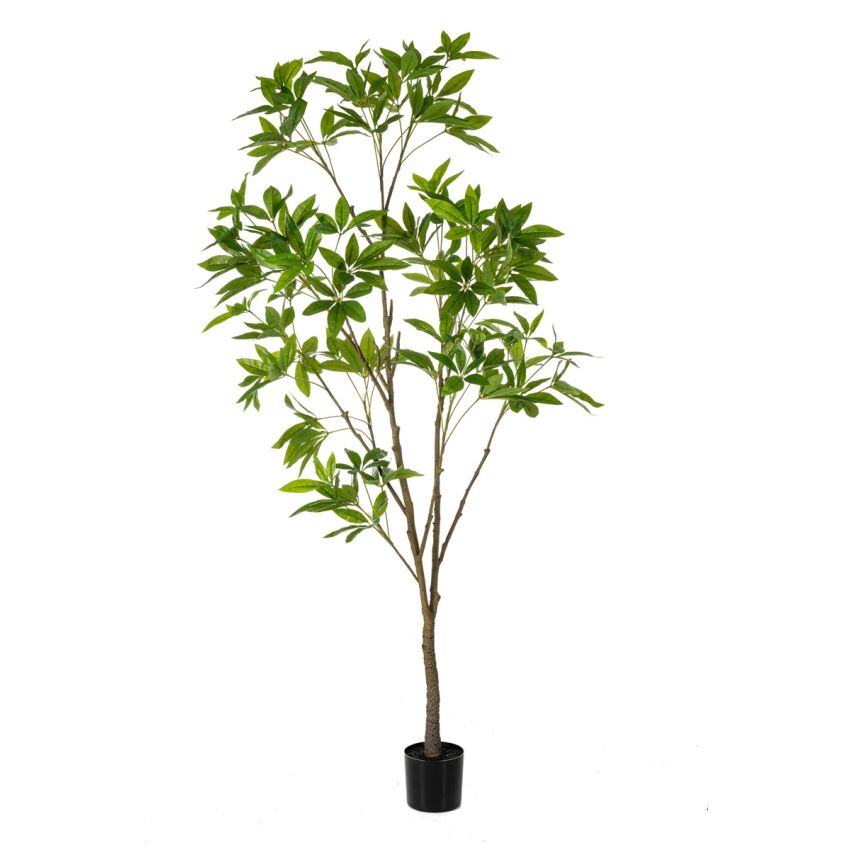 Pachira tree 230cm (knock down packing)